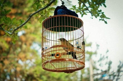 笼中鸟,自由与束缚的哲学寓言